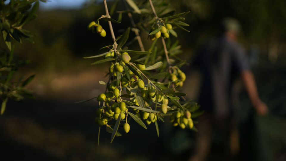 Dünyada şimdi de 'sıvı altın' olarak bilinen zeytinyağı krizi kapıda