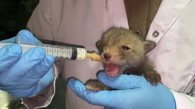 Tilki yavruları koruma altında