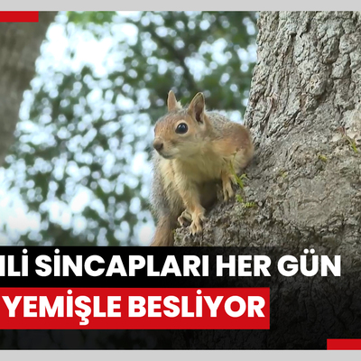Emirgan Korusunun sevimli sincaplarını her gün kuru yemişle besliyor
