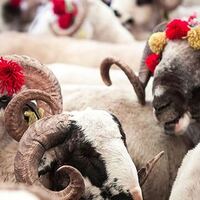 Kurban Bayramı ne zaman?