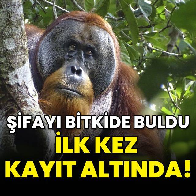 Şifayı bitkide buldu... İlk kez kayıt altında!