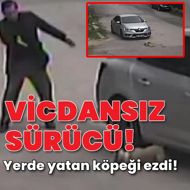 Köpeği ezdi, yoluna devam etti