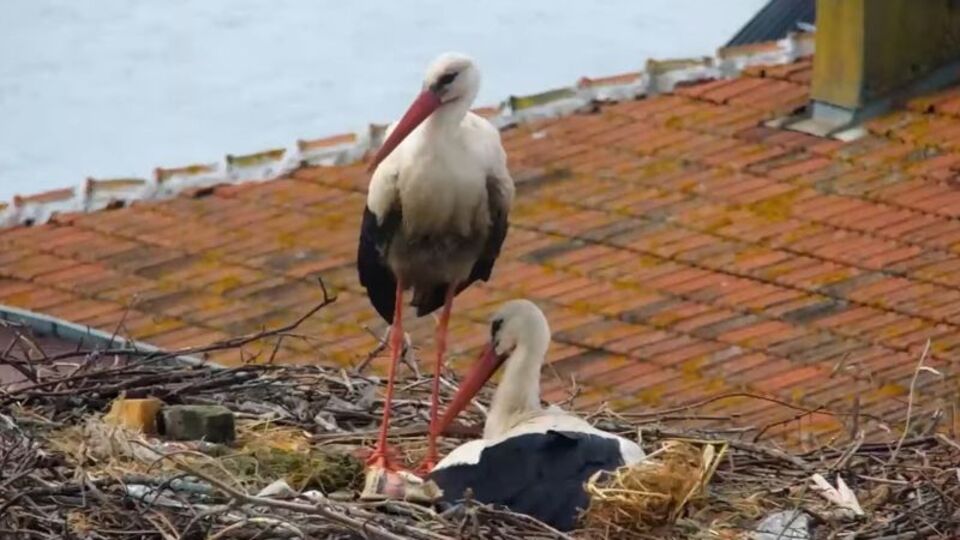 Yaren ile Nazlı'nın yavrularını koruduğu anlar kamerada