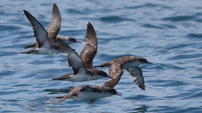 Boğazın yelkovan kuşları, 24 saat takip ediliyor