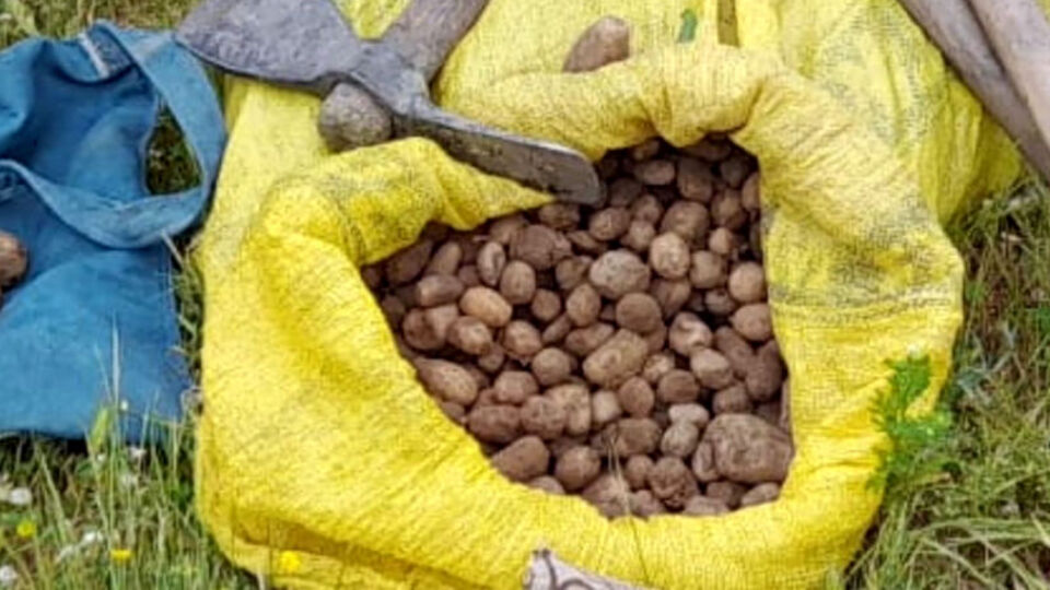 Kaçak topladılar! 2 kişiye 775 bin TL ceza!