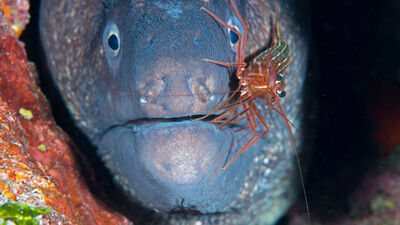 İkisi bir arada! "İlk kez böyle bir görüntüyle karşılaştım"
