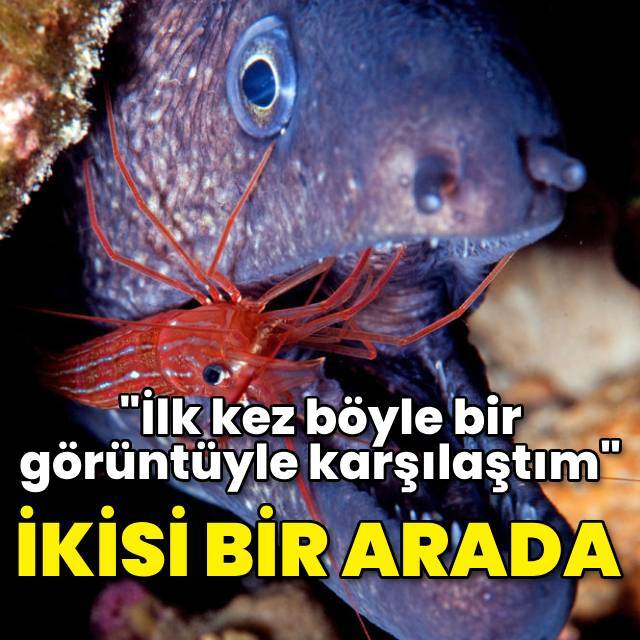 İkisi bir arada! "İlk kez böyle bir görüntüyle karşılaştım"