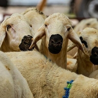 2024 kurban kesim bedeli belli oldu!