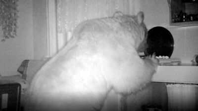 Kapıyı kıran ayı eve girdi! Eşyaları dağıttı!