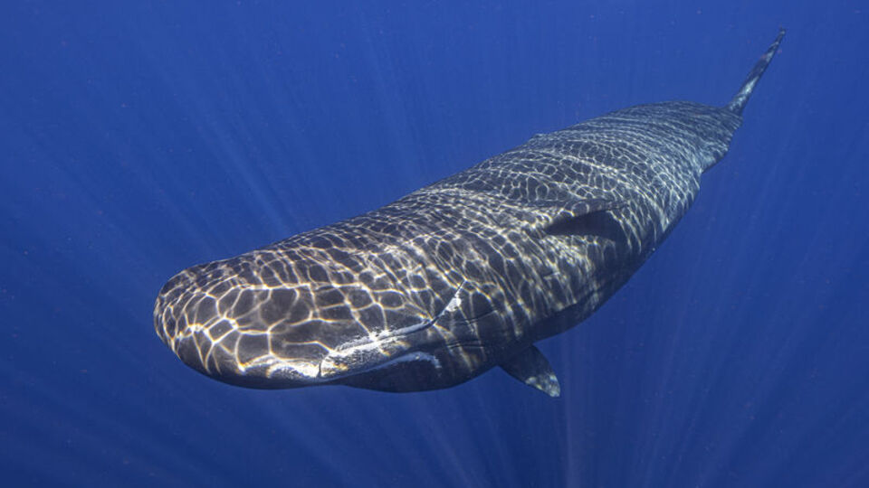 Balinaların şarkılarında 'alfabe' keşfedildi