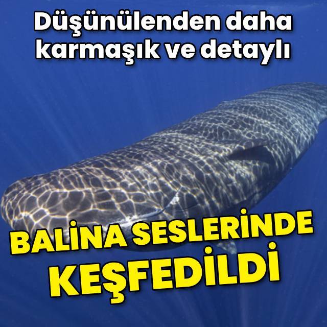 Balinaların şarkılarında 'alfabe' keşfedildi