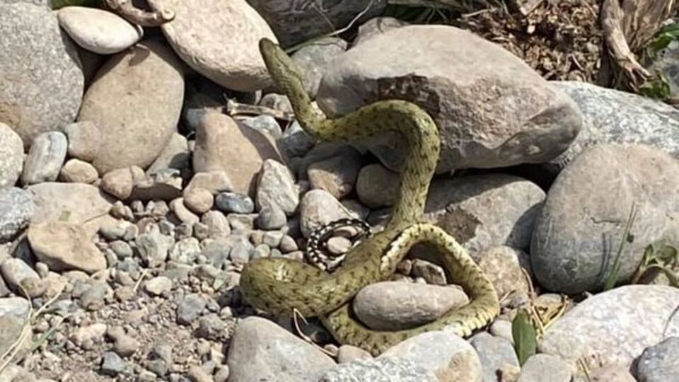 Hayatta kalma taktikleri şaşırttı