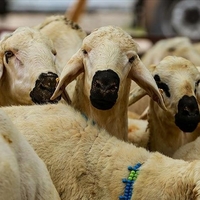 Kurban kesim bedelleri ne kadar oldu?