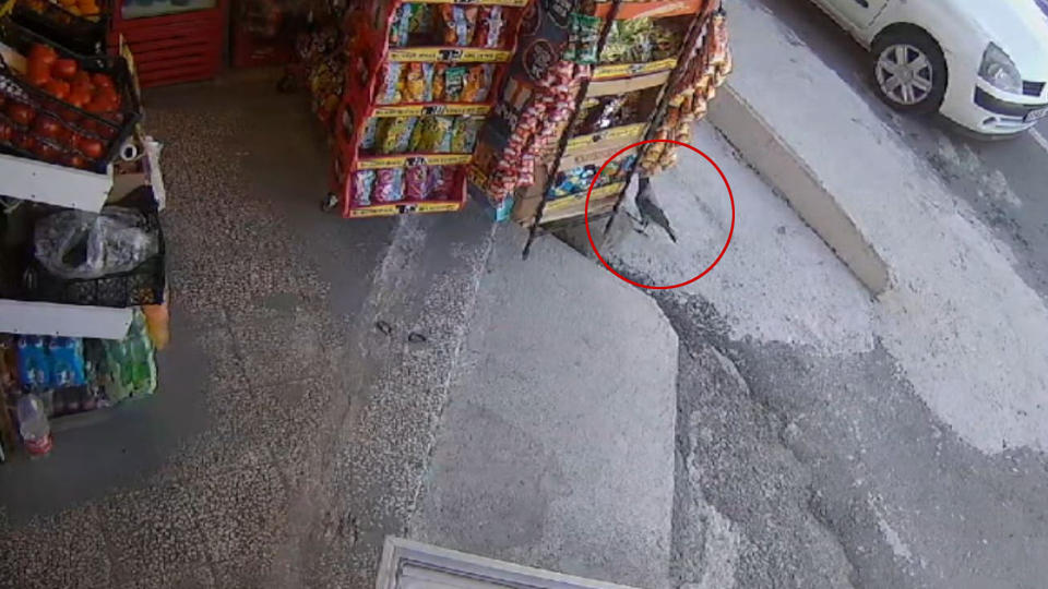 Marketten cips aşıran karga kamerada