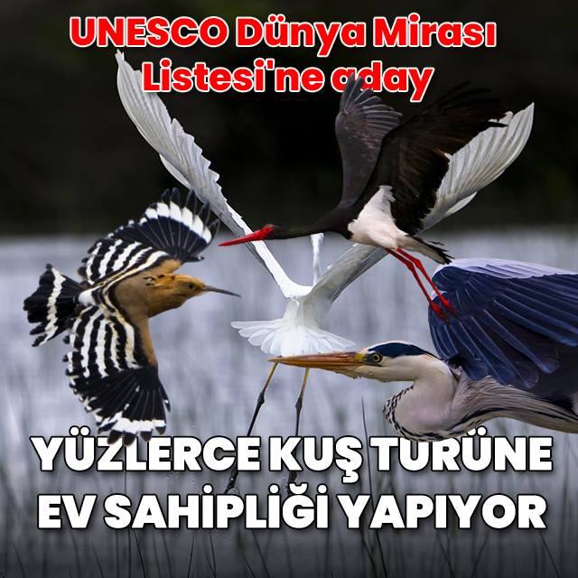 Kızılırmak Deltası nesli tehlike altındaki kuş türlerine ev sahipliği yapıyor