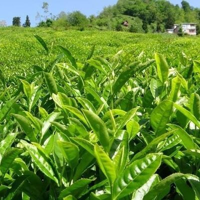 2024 yılı yaş çay alım fiyatı belli oldu