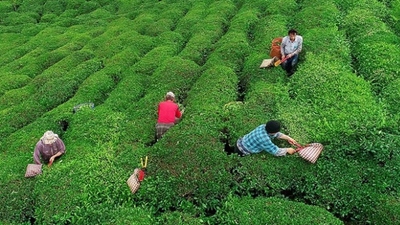 Yaş çay alım fiyatı belli oldu