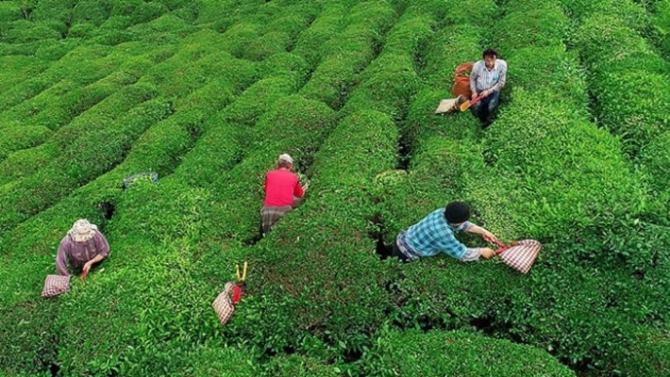 Yaş çay alım fiyatı belli oldu