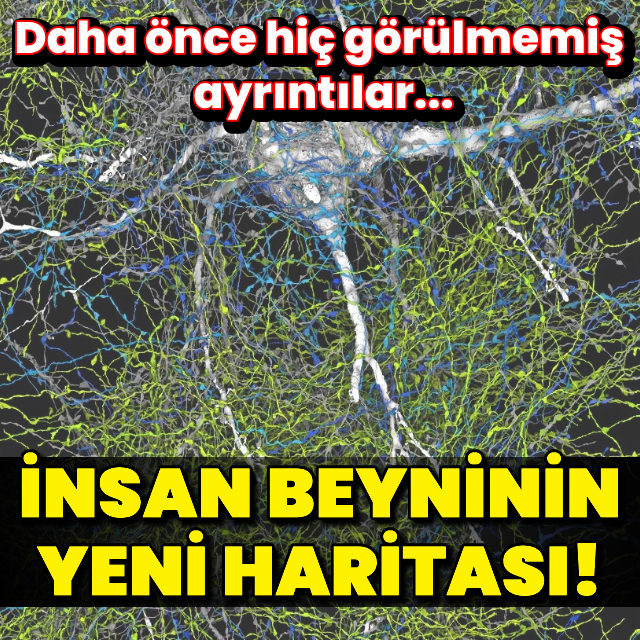 Beyin dokularının yeni haritası ile tanışın!