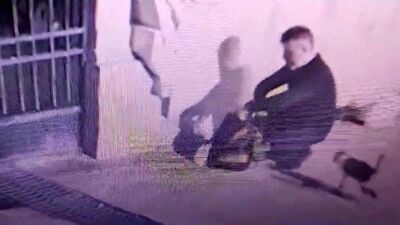 Bir kedi katili için daha hapis cezası!