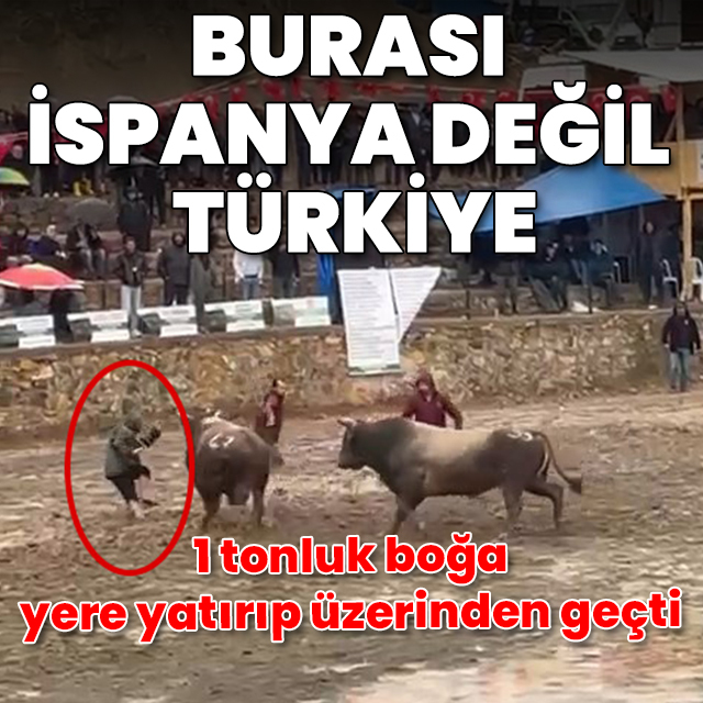 1 tonluk boğa hakeme çarptı