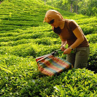Çaykur işçi alımı kura sonuçları
