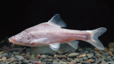 Çin'de yeni "kör balık" türü bulundu