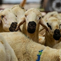 Kızılay 2024 kurban bedelini açıkladı