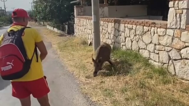 Aç kalan domuzu bisküvi ile besledi