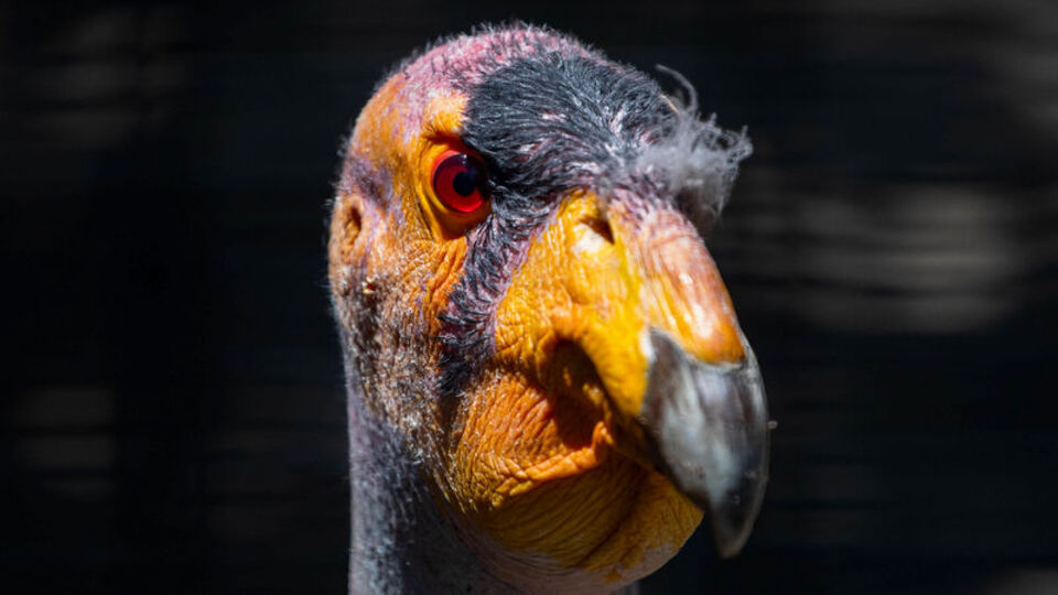 California akbabası yeniden hayat buldu