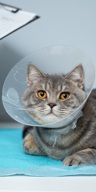  Kedilerde kısırlaştırma sonrası bakım