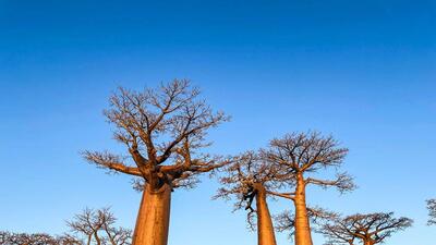 Bilim insanları antik 'hayat ağacı'nın gizemini çözdü