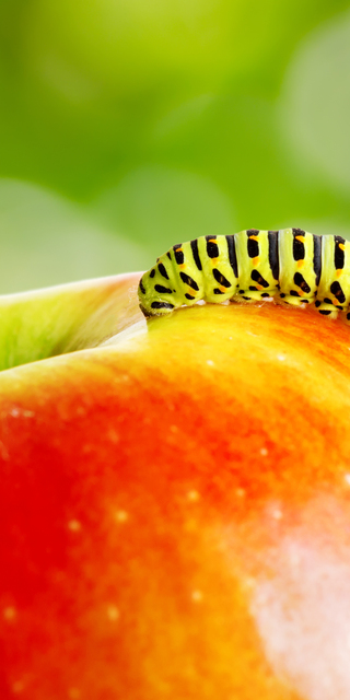  Yeni akım: Böceklere öncelik veren bahçecilik