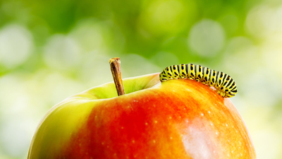 Yeni akım: Böceklere öncelik veren bahçecilik