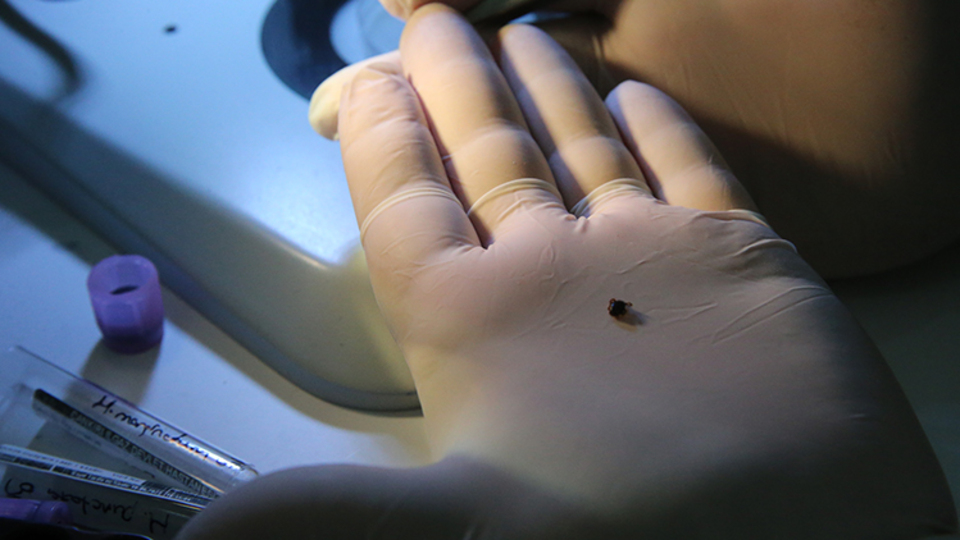 Keneler 200 civarında hastalığın taşıyıcısı