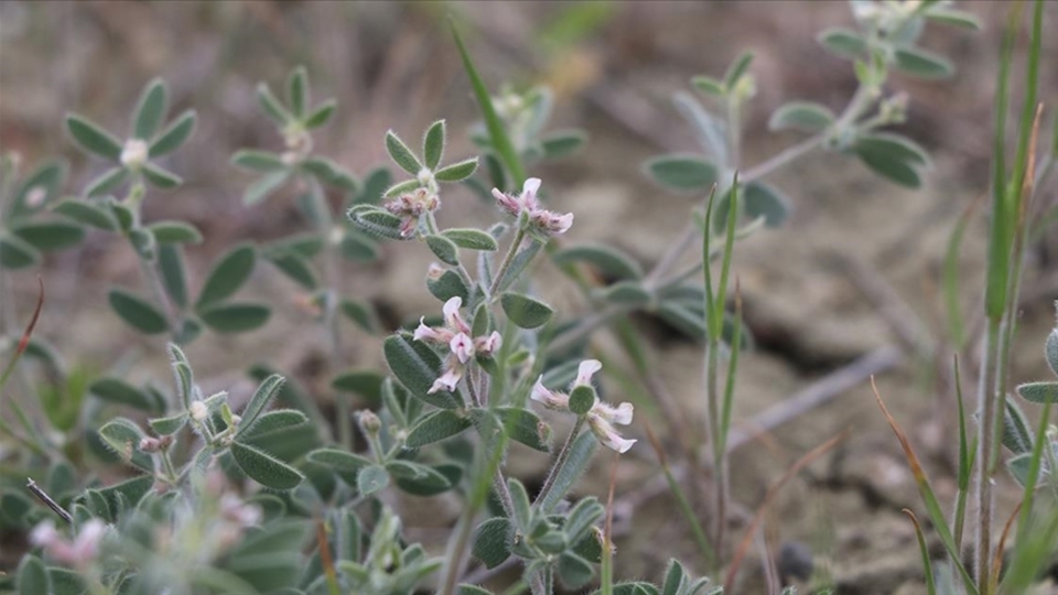 Ankara-Çankırı sınırında keşfetti
