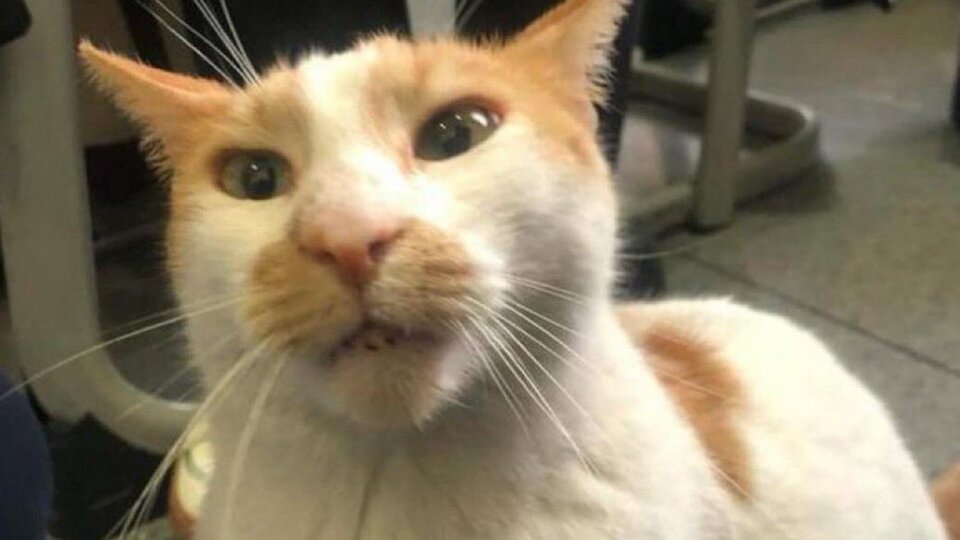 Kedi Faruk'un ölümünde gözetmen hakim karşısında!