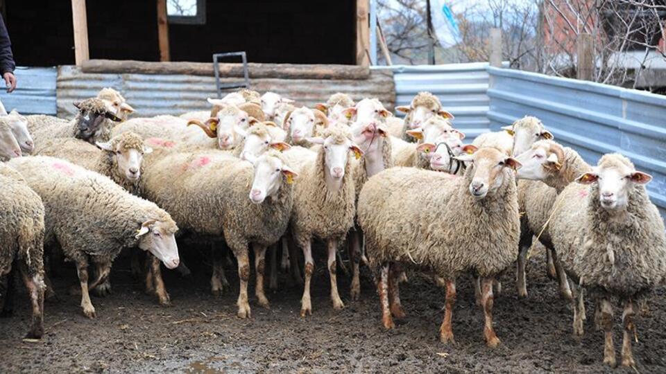 Denizli'de 20 mahalleye şap karantinası