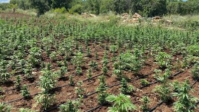 Diyarbakır'da kenevir tarlası