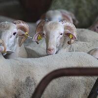 2024 kurbanlık fiyatları