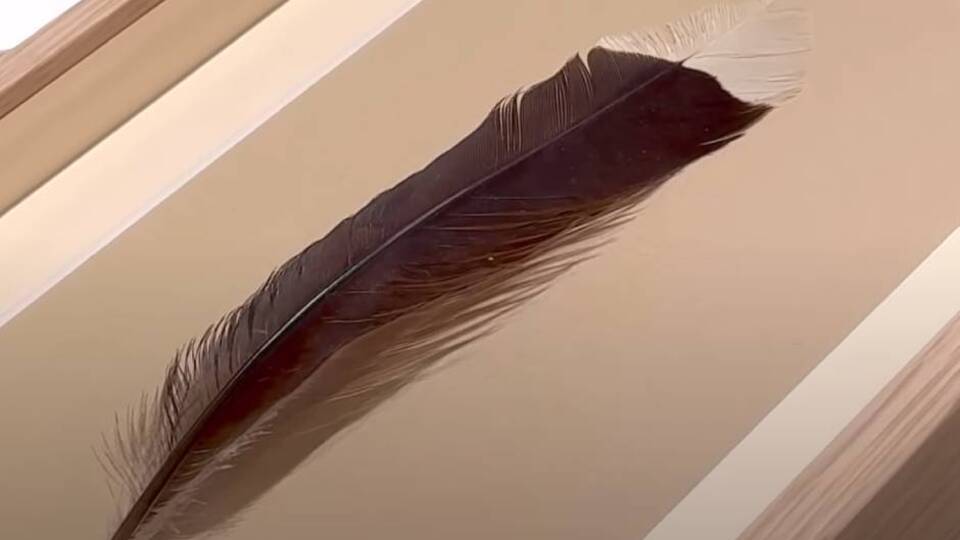 İşte dünyanın en pahalı tüyü!