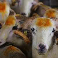 Üç adımda kurbanlık hayvan bilgisine ulaşın!