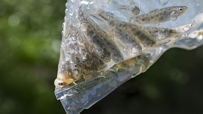 Törenle suya bırakıldı