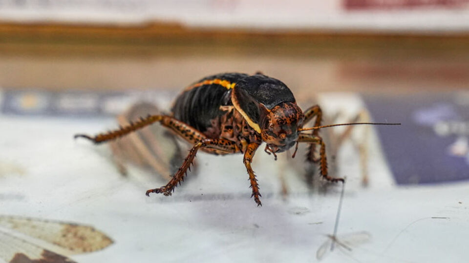Erkeğini yemesiyle biliniyor! Dicle Üniversitesi inceliyor