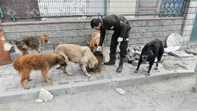 Gözler sokak hayvanları düzenlemesinde