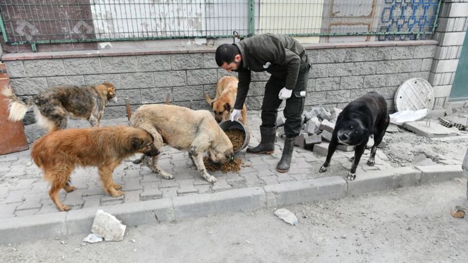 Gözler sokak hayvanları düzenlemesinde