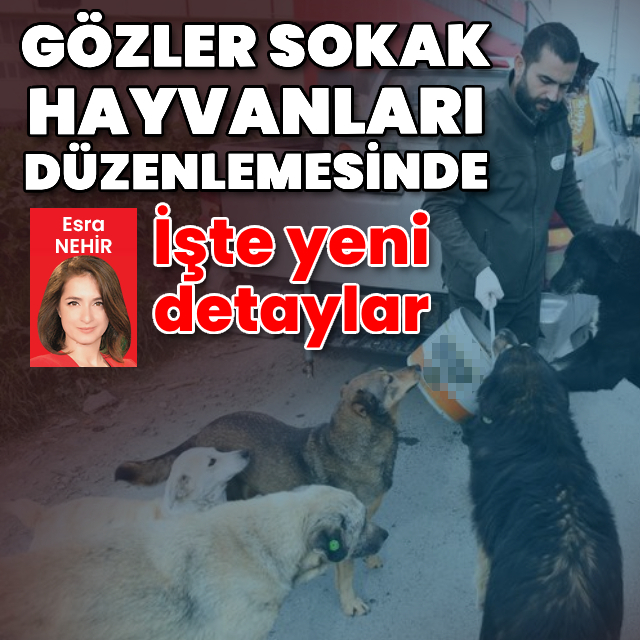 Gözler sokak hayvanları düzenlemesinde