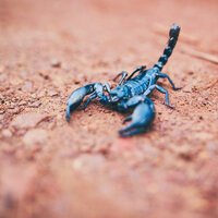 29 Ekim Hangi Burç?