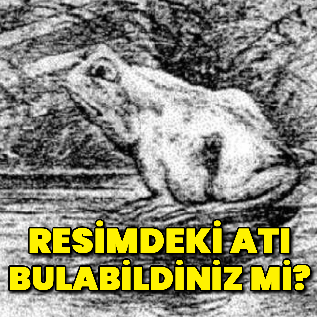 Bu resimdeki atı bulabilir misiniz?