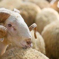 Kurban Bayramı ne zaman?